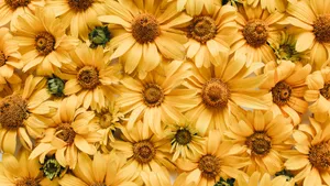 Yellow Floral Bloom Wallpaper