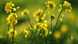 Yellow Floral Field Wallpaper