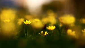 Yellow Floral Field Wallpaper