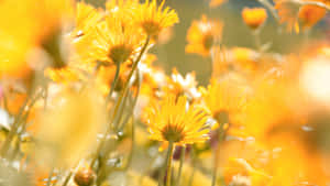 Yellow Floral Field Wallpaper