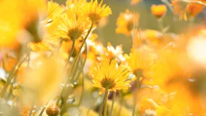 Yellow Floral Field Wallpaper