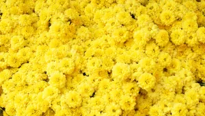 Yellow Floral Field Wallpaper