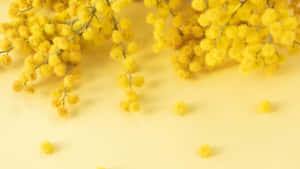 Yellow Floral Mimosa Blooms Wallpaper