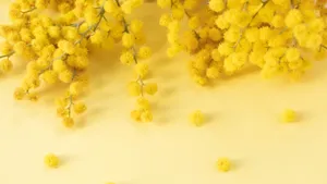 Yellow Floral Mimosa Blooms Wallpaper