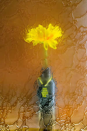 Yellow Flower Behind Textured Glass.jpg Wallpaper