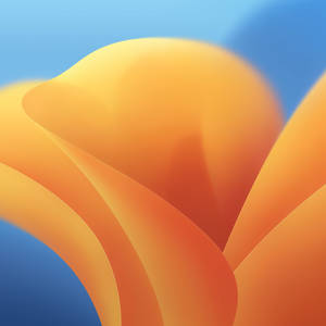 Yellow Flower Ios 16 Wallpaper