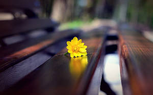 Yellow Flower On Bench Wallpaper