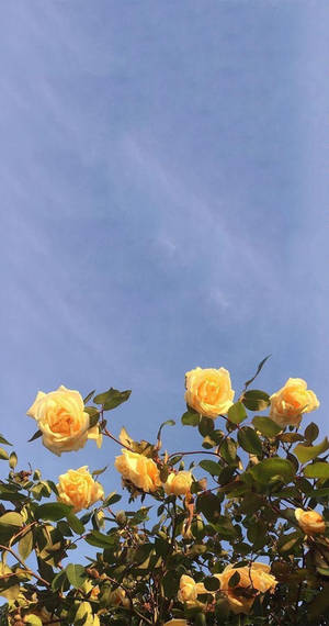 Yellow Flowers Aesthetic Sky Wallpaper