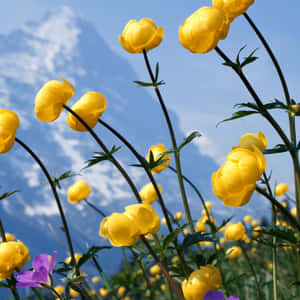 Yellow Flowers In The Field Wallpaper