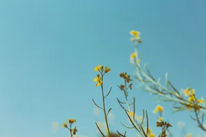 Yellow Flowers Under Blue Sky Wallpaper