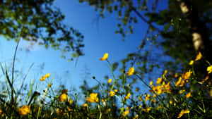 Yellow Flowers With Blue Sky Wallpaper