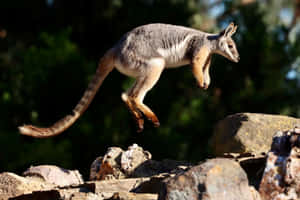 Yellow Footed Rock Wallaby Leaping Wallpaper