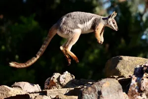 Yellow Footed Rock Wallaby Leaping Wallpaper