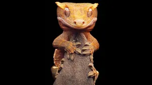 Yellow Gecko Animal Wallpaper