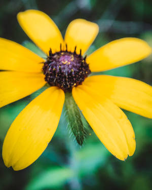 Yellow Gerbera Daisy Iphone Wallpaper