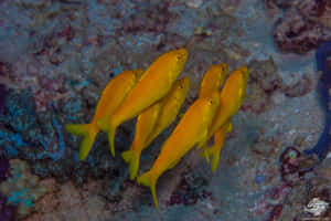 Yellow Goatfish School Underwater Wallpaper