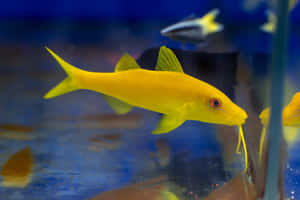 Yellow Goatfishin Aquarium Wallpaper