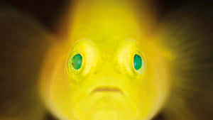 Yellow Goby Closeup Wallpaper