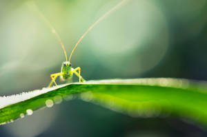 Yellow Green Grasshopper Wallpaper