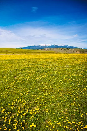Yellow-green Meadow Wallpaper