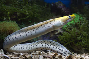 Yellow Headed Moray Eel Aquatic Display.jpg Wallpaper