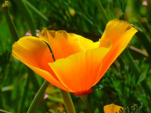 Yellow Iceland Poppy Wallpaper