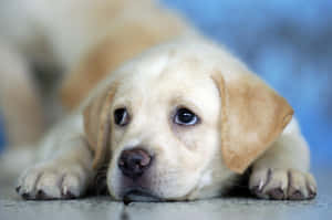 Yellow Labrador Lounging Happily In A Meadow Wallpaper