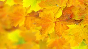 Yellow Leaves Boosting Aesthetic Beauty In Autumn Wallpaper