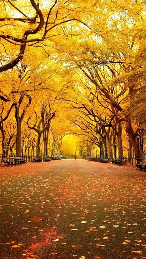 Yellow Leaves In Autumn Wallpaper
