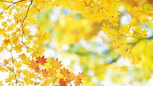 Yellow Leaves On A Bright Autumn Day Wallpaper