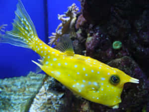 Yellow Longhorn Cowfish Aquarium Photo.jpg Wallpaper