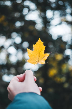 Yellow Maple Leaf Iphone Live Wallpaper