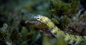 Yellow Patterned Pipefish Amidst Seaweed.jpg Wallpaper