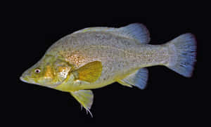 Yellow Perch Side View Wallpaper