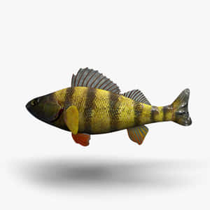 Yellow Perch Side View Wallpaper