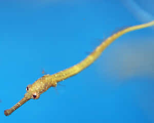 Yellow Pipefishin Blue Water.jpg Wallpaper