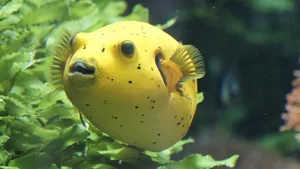 Yellow Pufferfish Underwater Wallpaper
