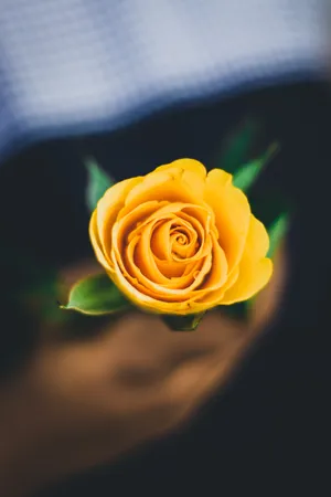 Yellow Rose Aesthetic Phone Wallpaper