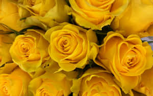 Yellow Rose Bouquet Closed Up Wallpaper