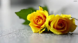 Yellow Rose Floor Wallpaper