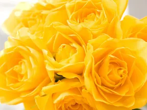 Yellow Rose Vibrant Wallpaper