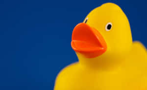 Yellow Rubber Ducky Blue Background Wallpaper