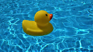 Yellow Rubber Ducky Floatingin Pool.jpg Wallpaper