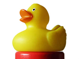 Yellow Rubber Ducky Red Base.jpg Wallpaper