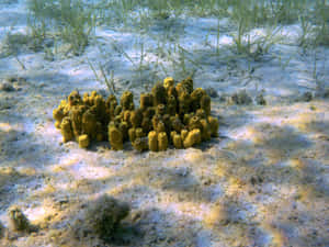 Yellow_ Sea_ Sponge_ Colony Wallpaper