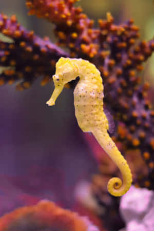 Yellow Seahorse Coral Reef Wallpaper