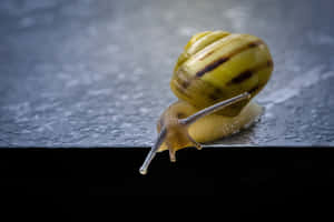 Yellow Snail Edge Close Up Wallpaper