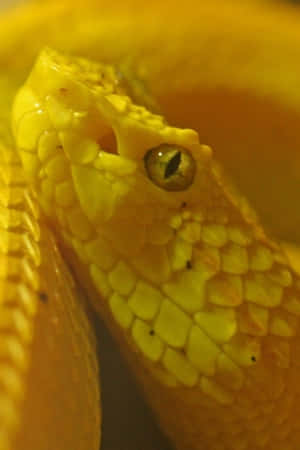 Yellow Snake 2050 X 3072 Wallpaper Wallpaper