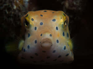 Yellow Spotted Boxfish Portrait Wallpaper