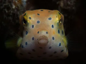 Yellow Spotted Boxfish Portrait Wallpaper